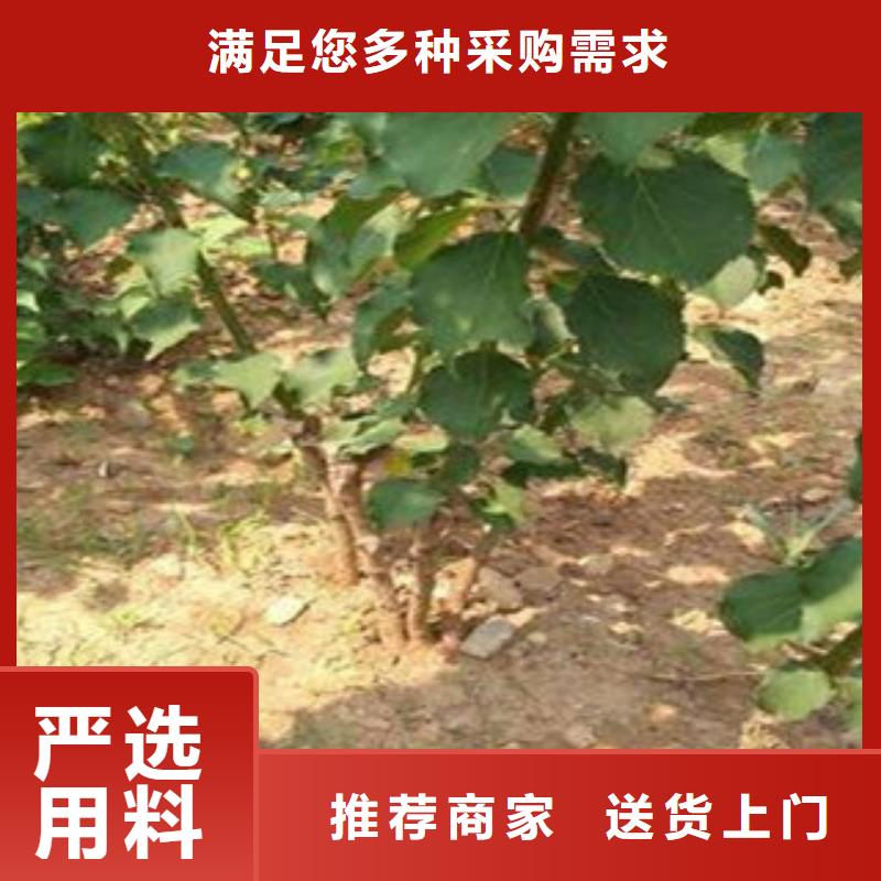 杏树苗质量可靠的厂家