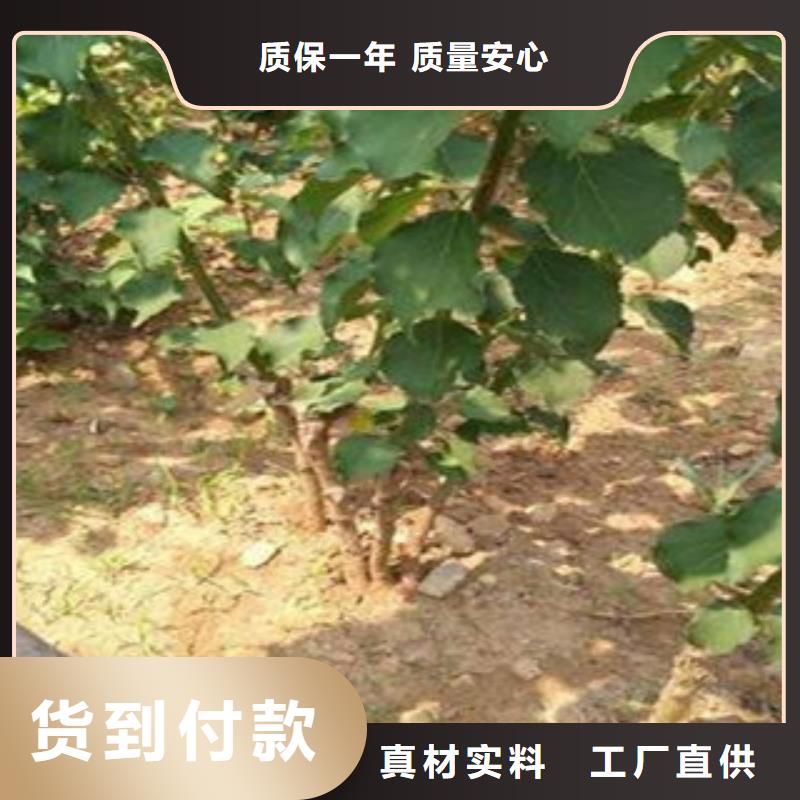 杏树苗规格全可满足不同需求