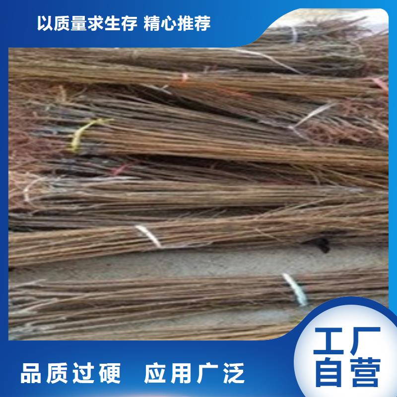 杏树苗安装价格