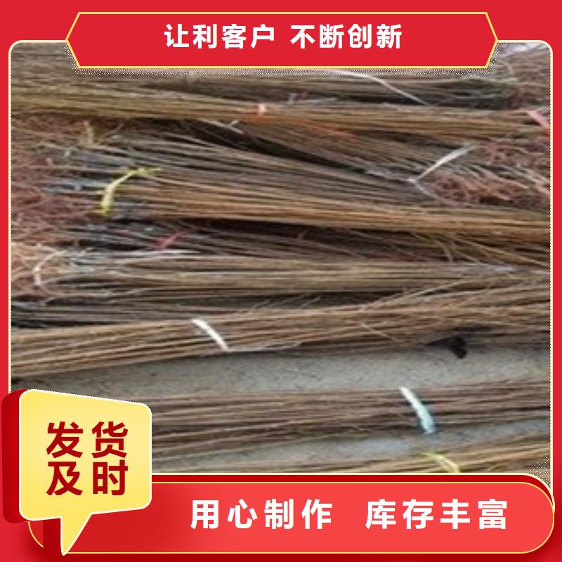 【图】杏树苗厂家
