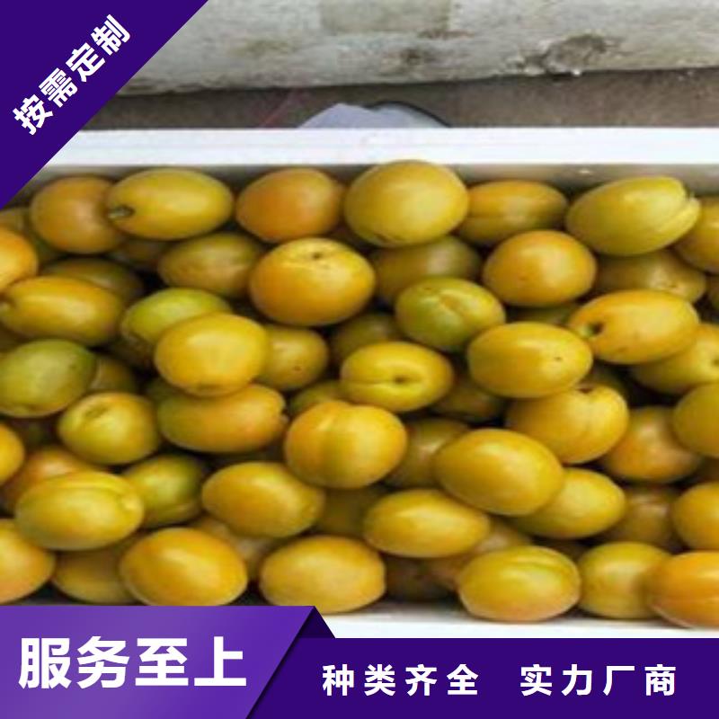 杏树苗规格全可满足不同需求