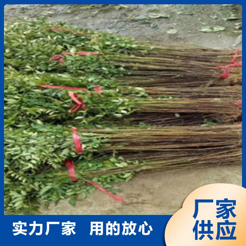 杏树苗生产厂家欢迎咨询订购