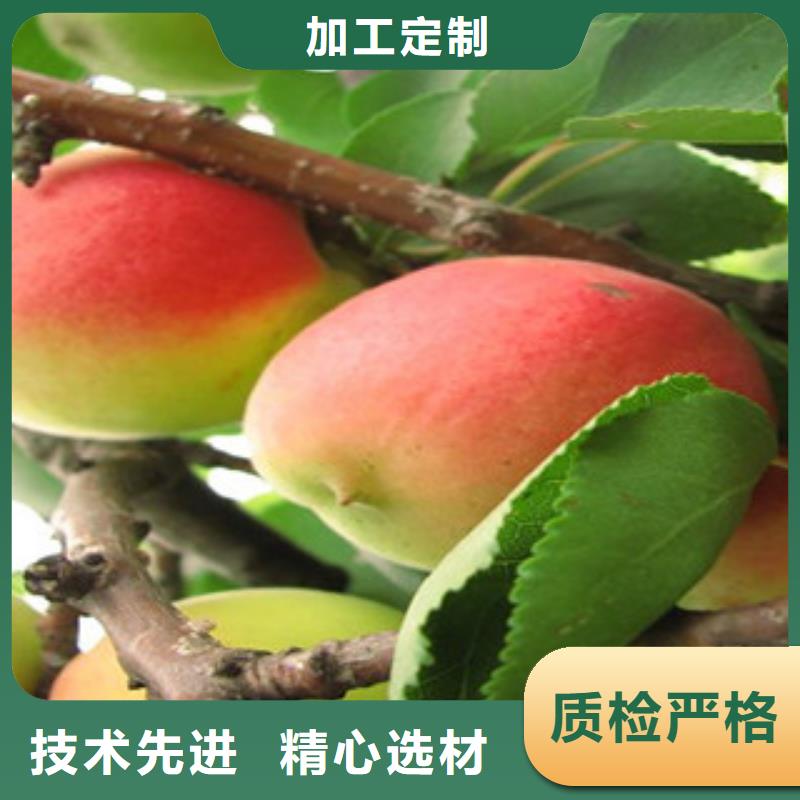 杏树苗厂家，价廉