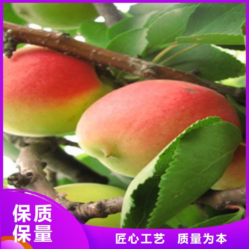 靠谱的杏树苗销售厂家