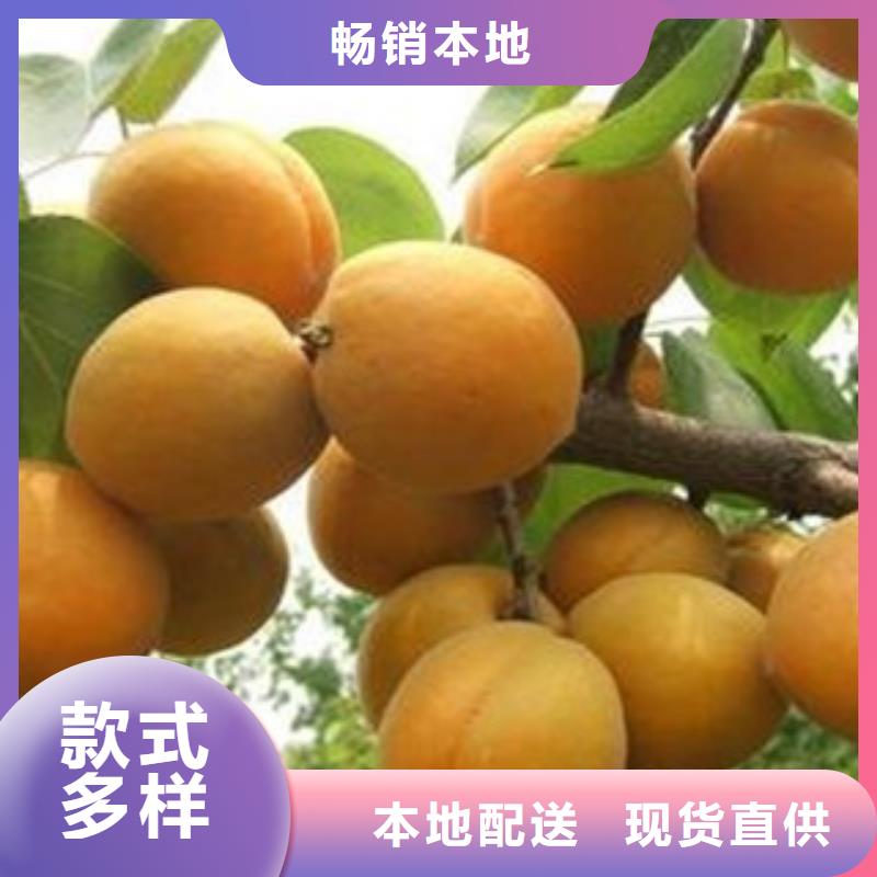 2025货到付款#杏树苗#生产厂家