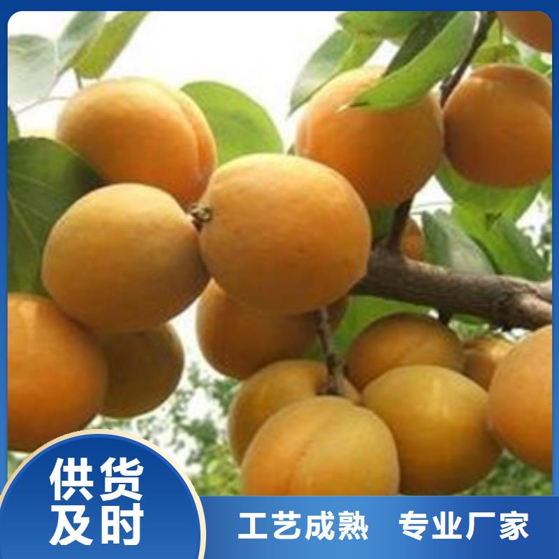 质量好的杏树苗厂家批发