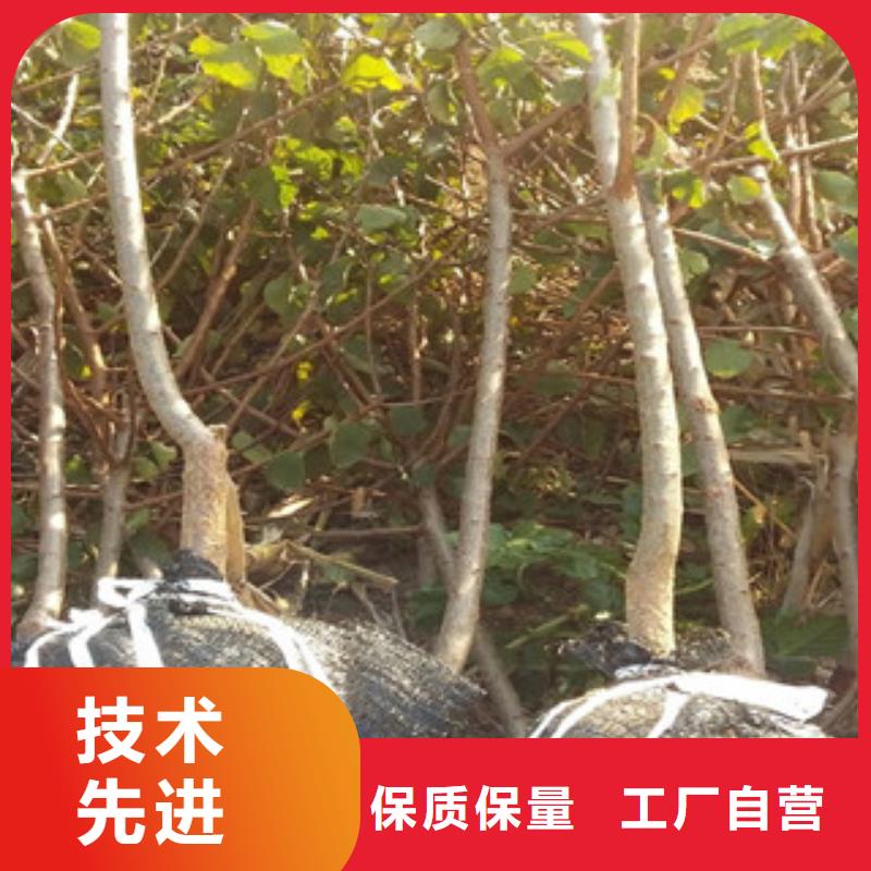 靠谱的杏树苗销售厂家