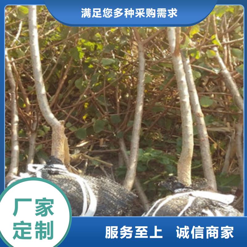 杏树苗全国配送