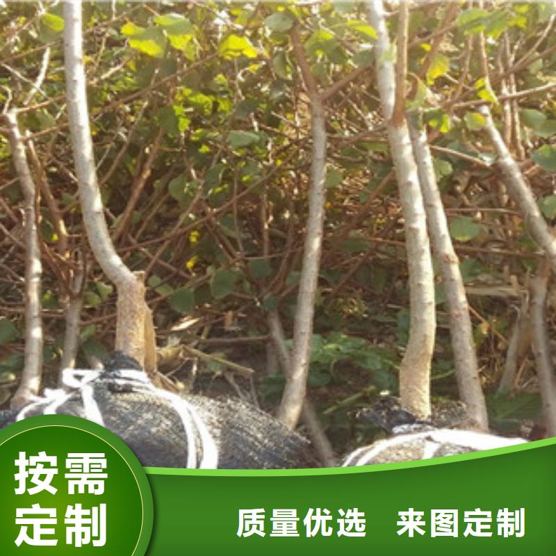 杏树苗_价格优