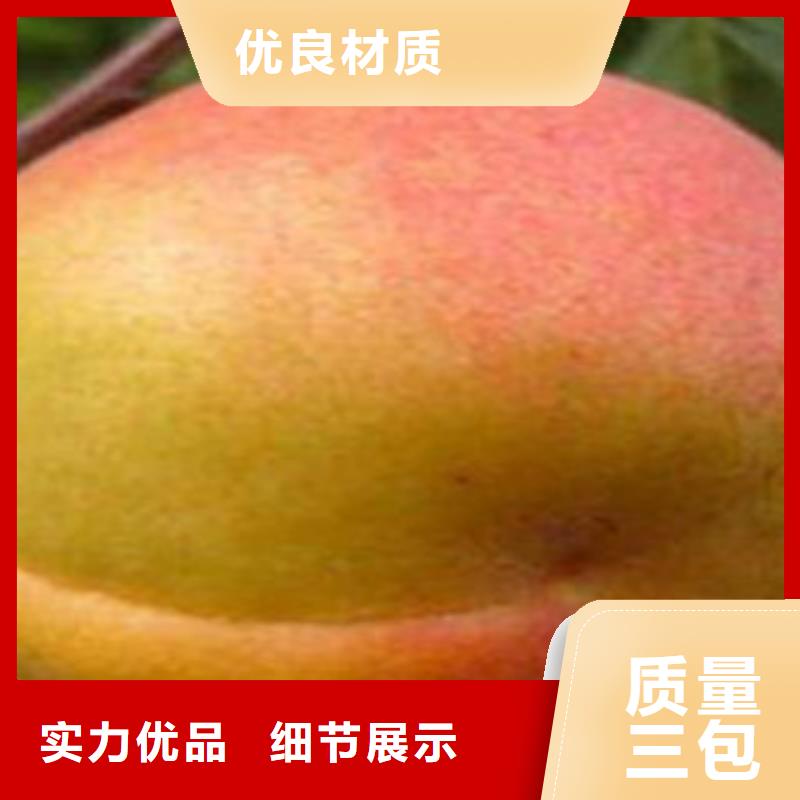 靠谱的杏树苗销售厂家