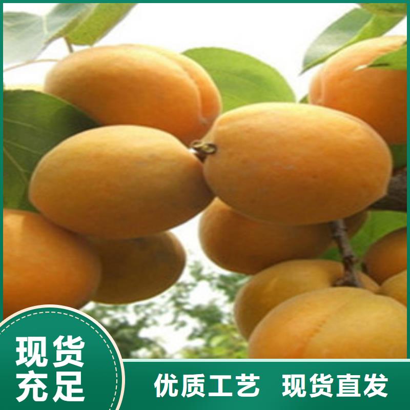 品牌的杏树苗公司