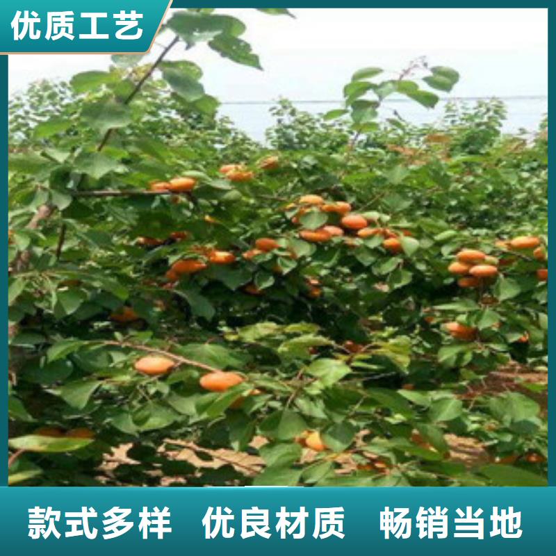 杏树苗企业-大品牌