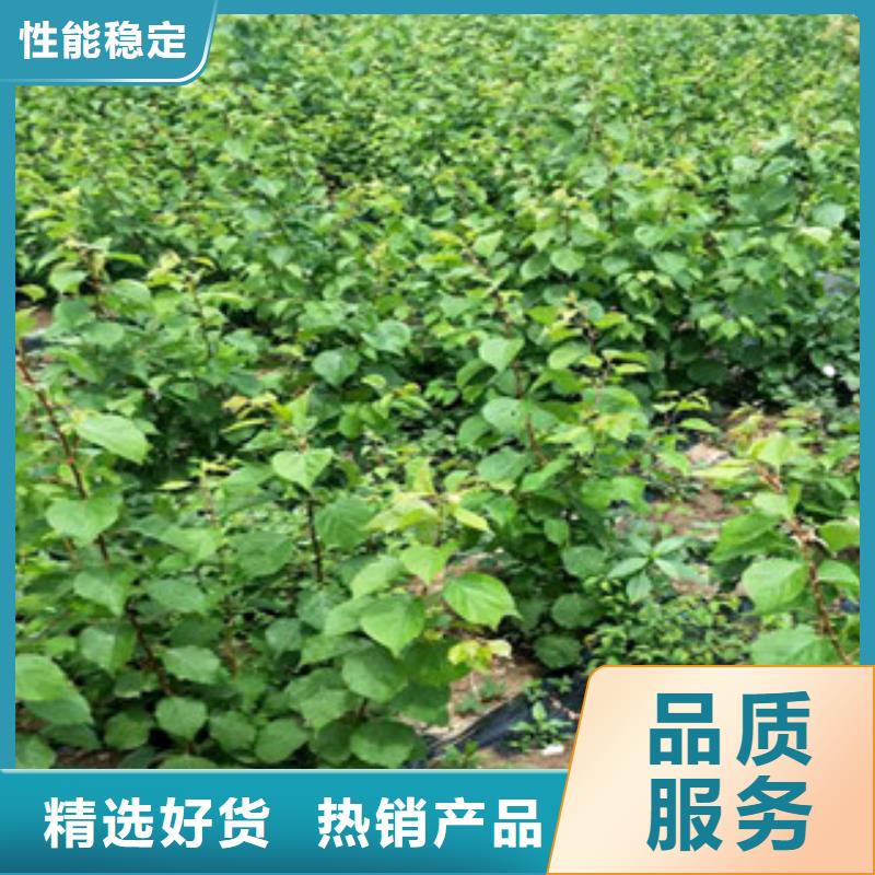 采购杏树苗必看-欢迎选购