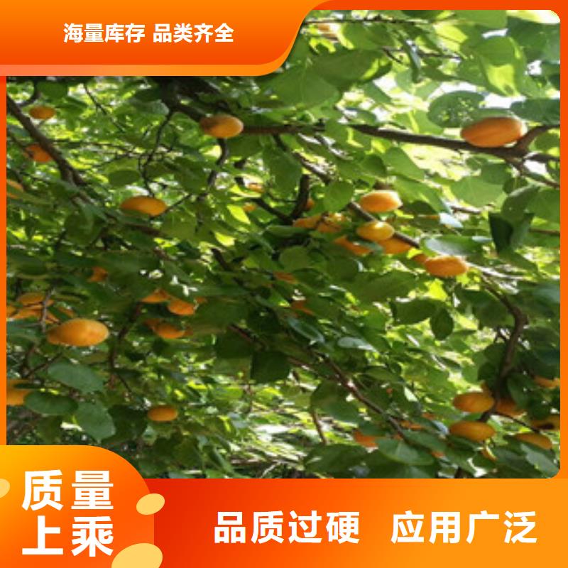 品牌的杏树苗公司