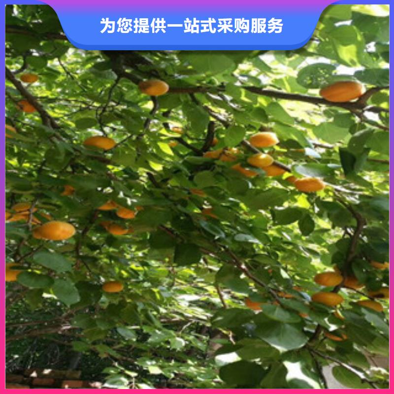 杏树苗_多年制造经验