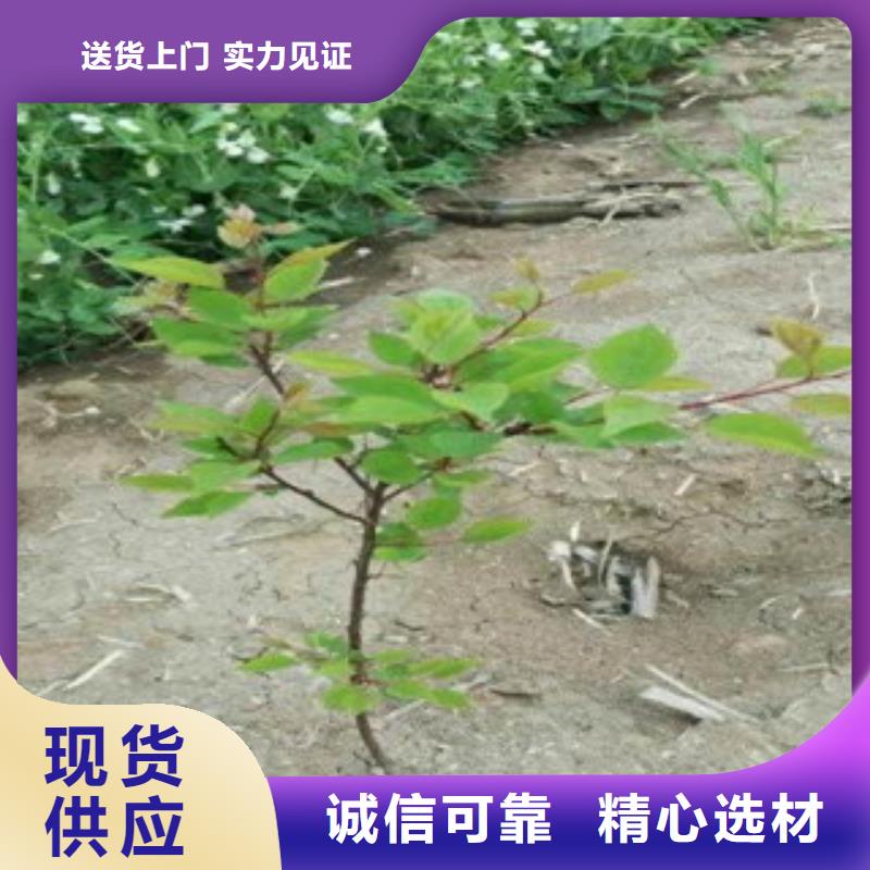 杏树苗-诚信为本
