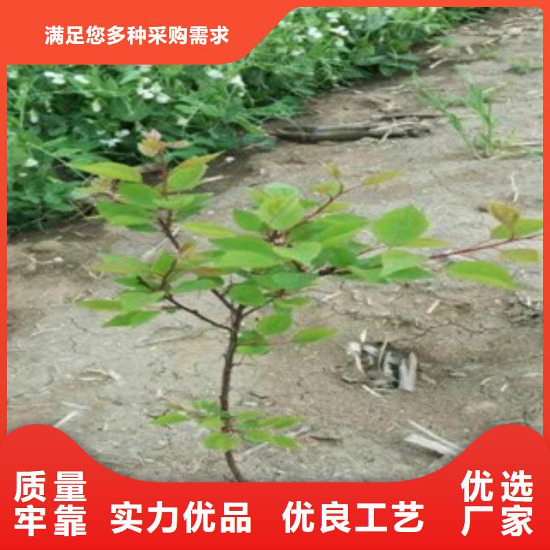 杏树苗-杏树苗放心之选