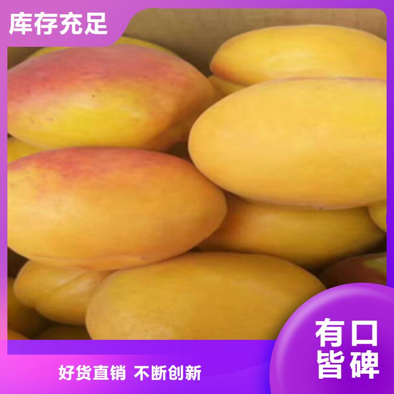 杏树苗-实体厂家质量放心