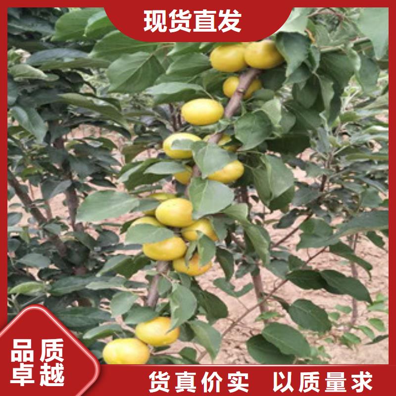 采购杏树苗必看-经验丰富