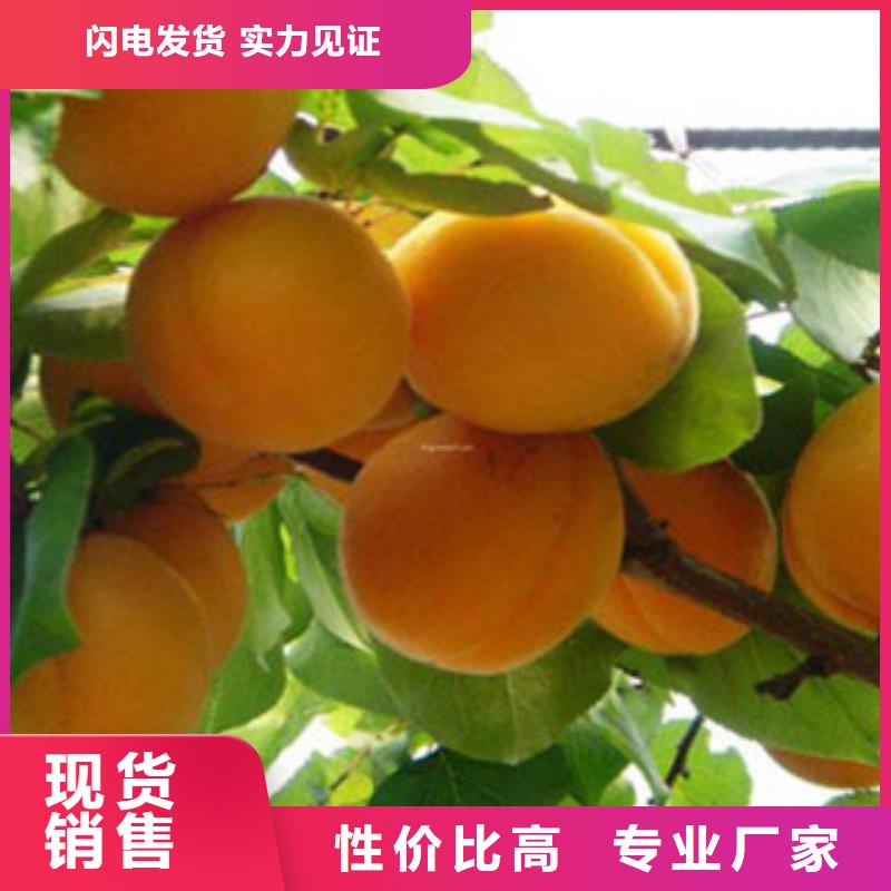 杏树苗厂家，价廉