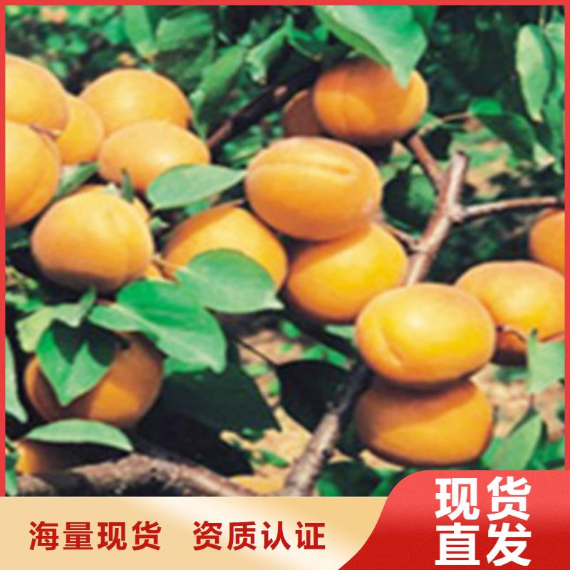 杏树苗-诚信为本