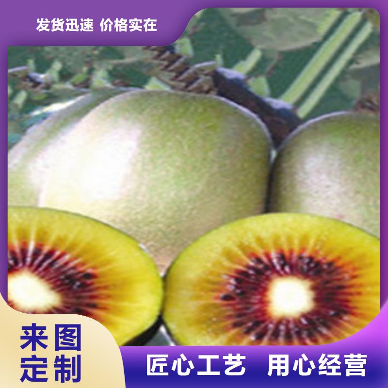 猕猴桃苗_厂家定制