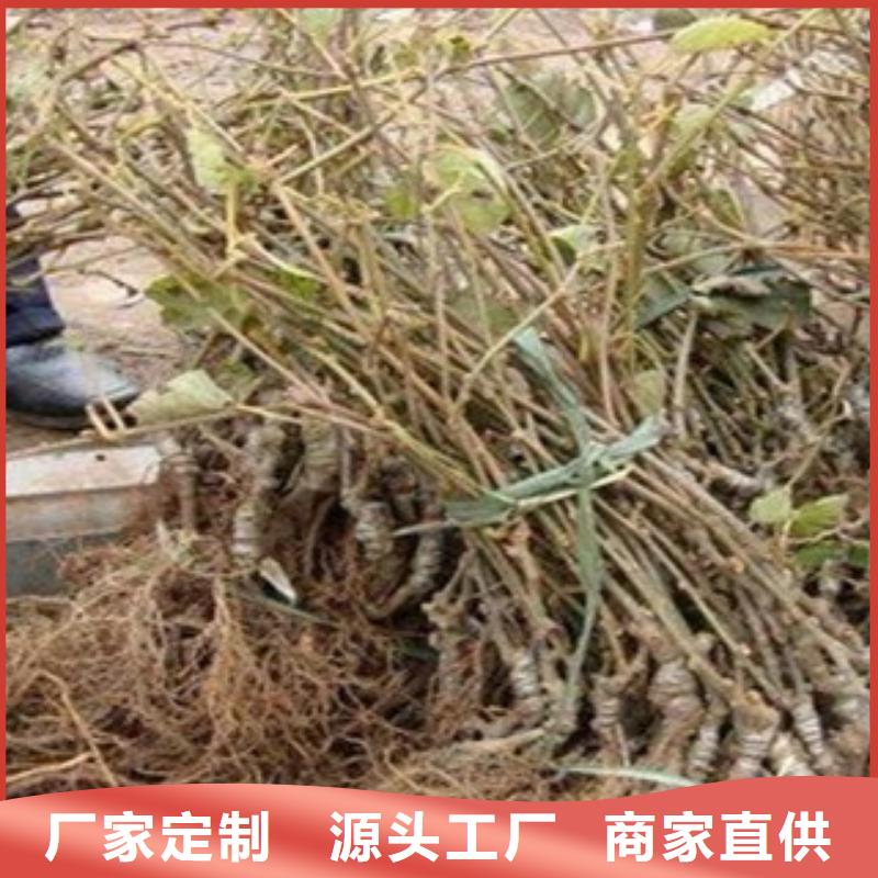 实力雄厚的猕猴桃苗生产厂家