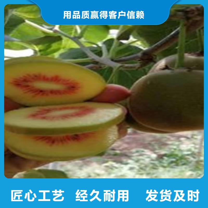 定制猕猴桃苗的当地厂家