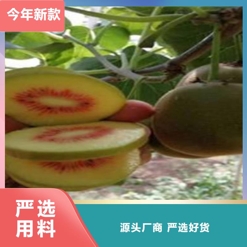 猕猴桃苗-猕猴桃苗高性价比