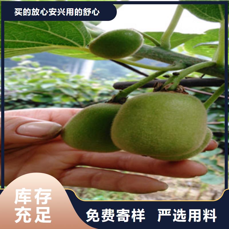 买猕猴桃苗必看-欢迎选购