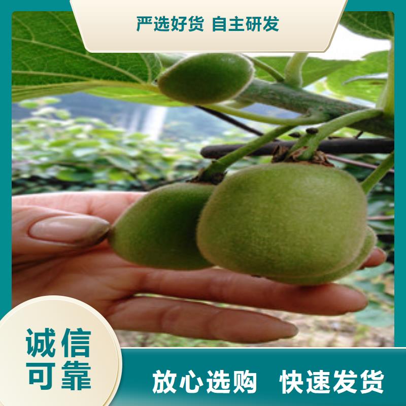 发货速度快的猕猴桃苗批发商
