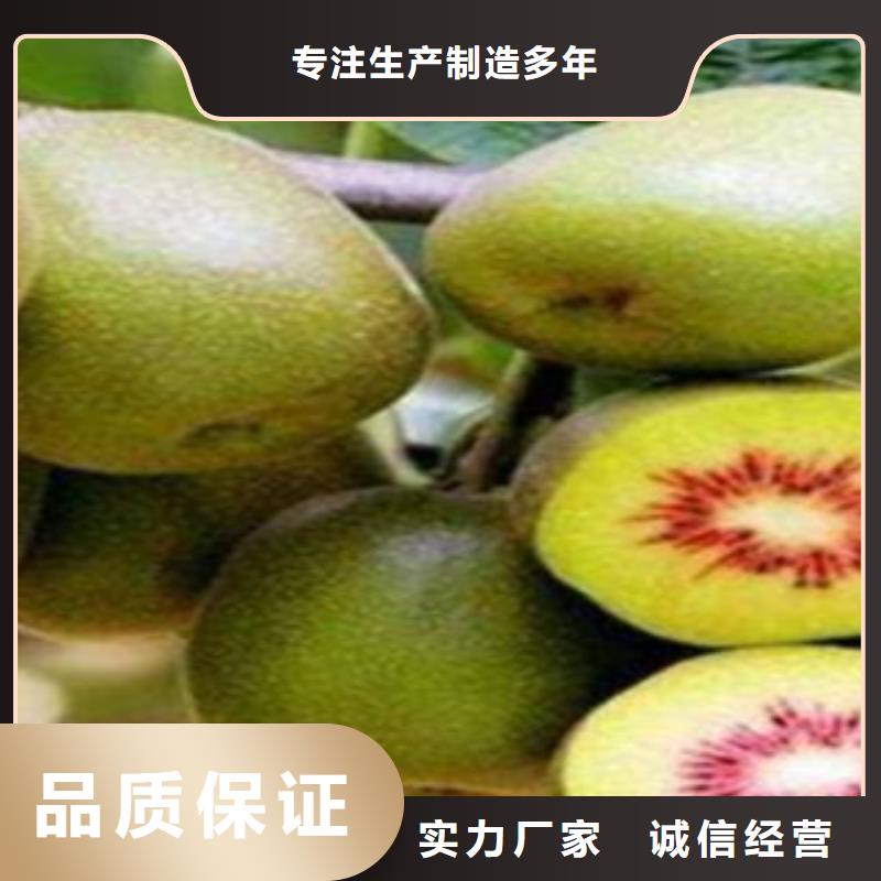 优质的猕猴桃苗全国统一价