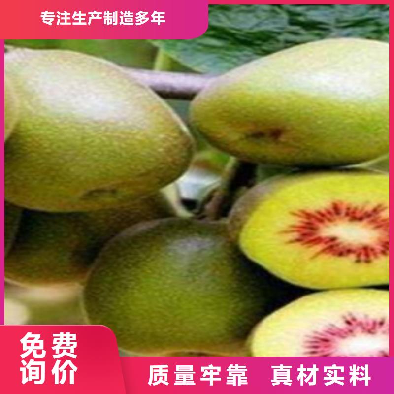 猕猴桃苗-猕猴桃苗高性价比
