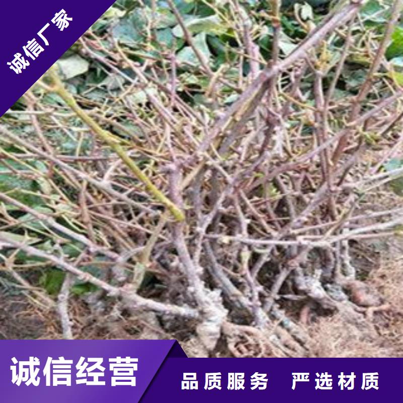猕猴桃苗批发价格