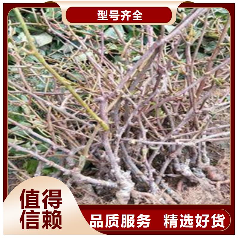 猕猴桃苗全国送货