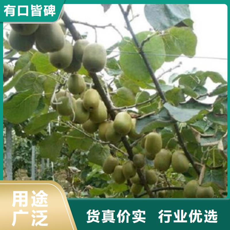 采购猕猴桃苗-实体厂家可定制