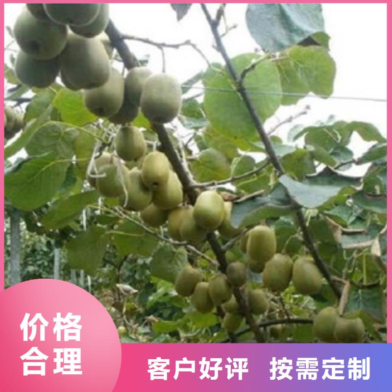 猕猴桃苗批发_兴海苗木种植合作社