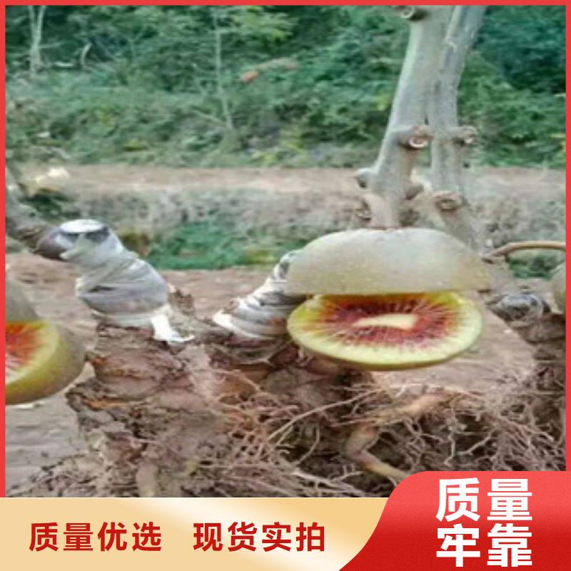 猕猴桃苗_厂家直销_价格优惠