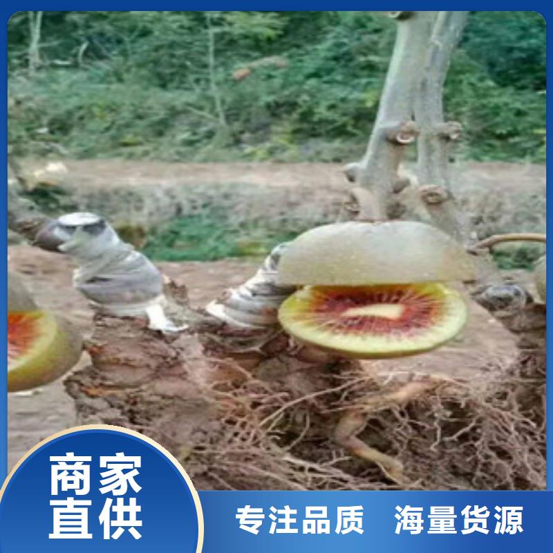 生产猕猴桃苗的批发商