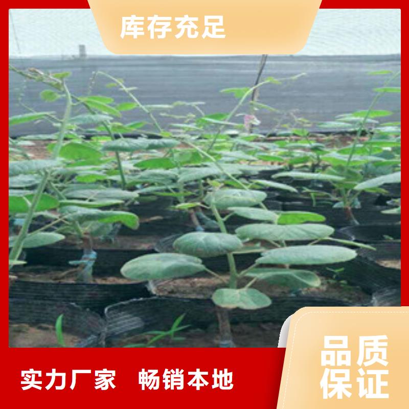 找猕猴桃苗厂家选兴海苗木种植合作社