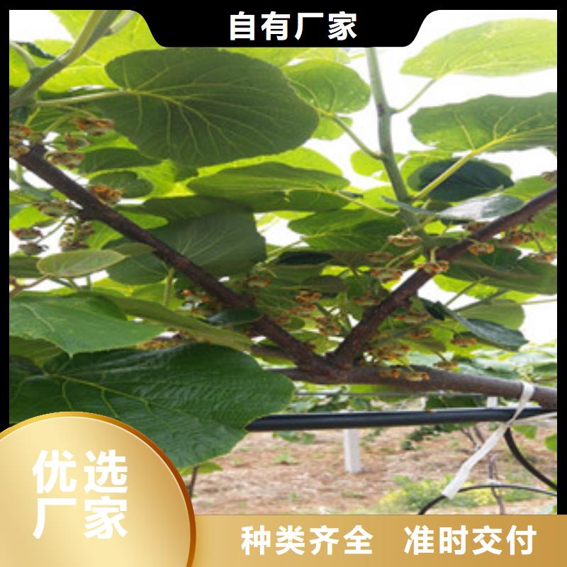 猕猴桃苗优质品牌