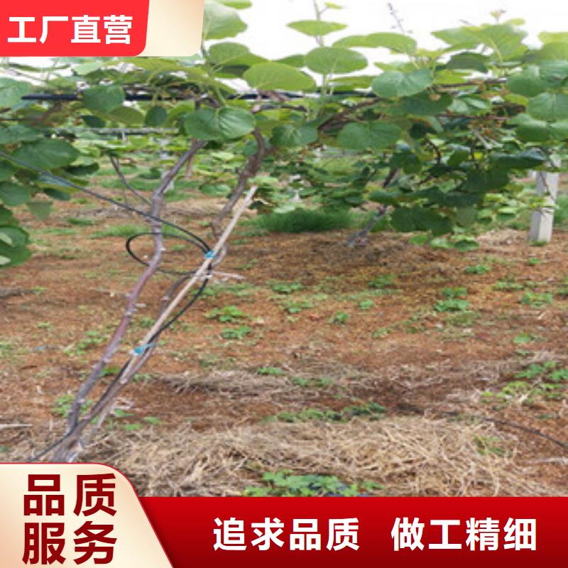 买猕猴桃苗必看-欢迎选购