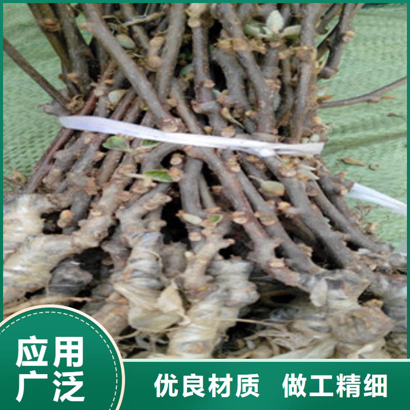 猕猴桃苗-全国发货