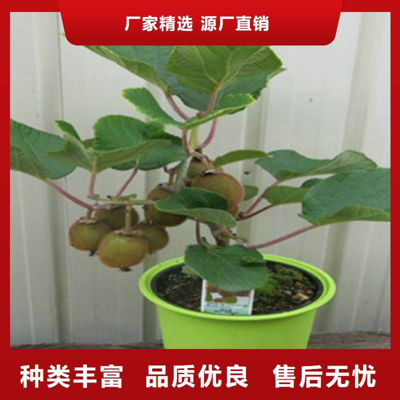 猕猴桃苗公司