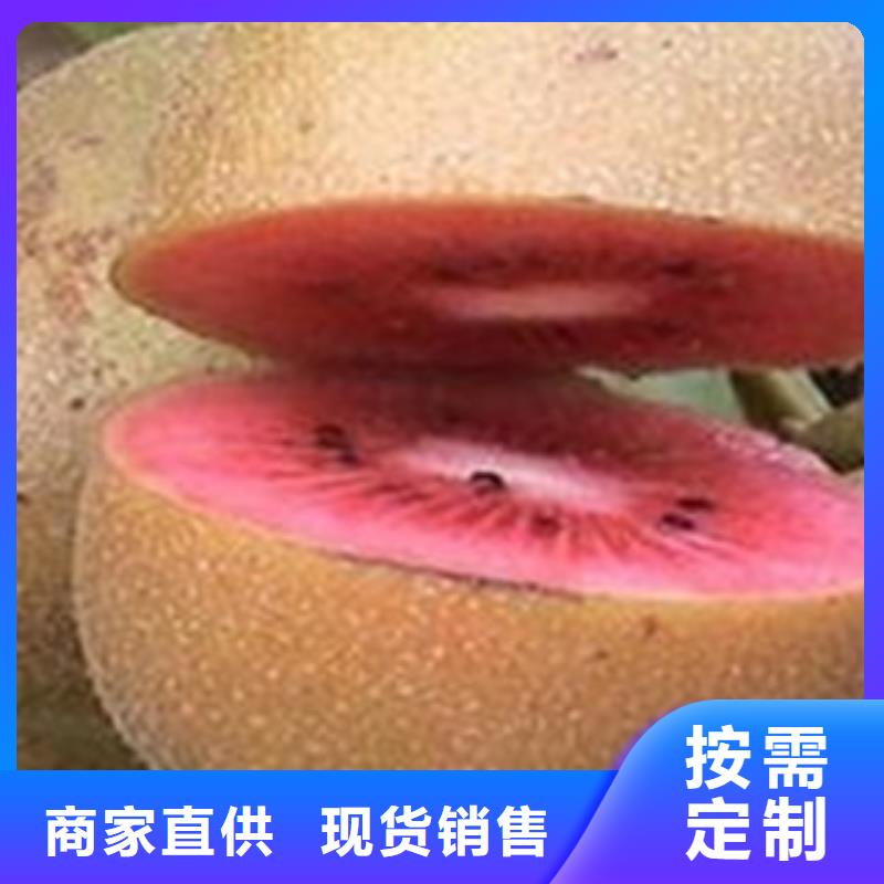 猕猴桃苗价格美丽