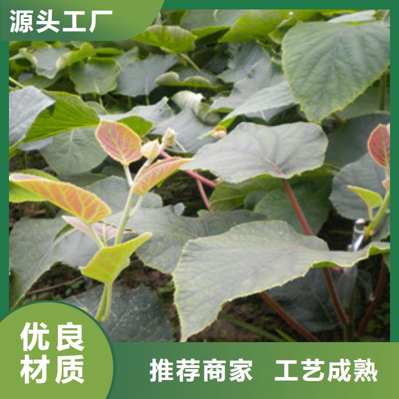 猕猴桃苗_厂家直销_价格优惠