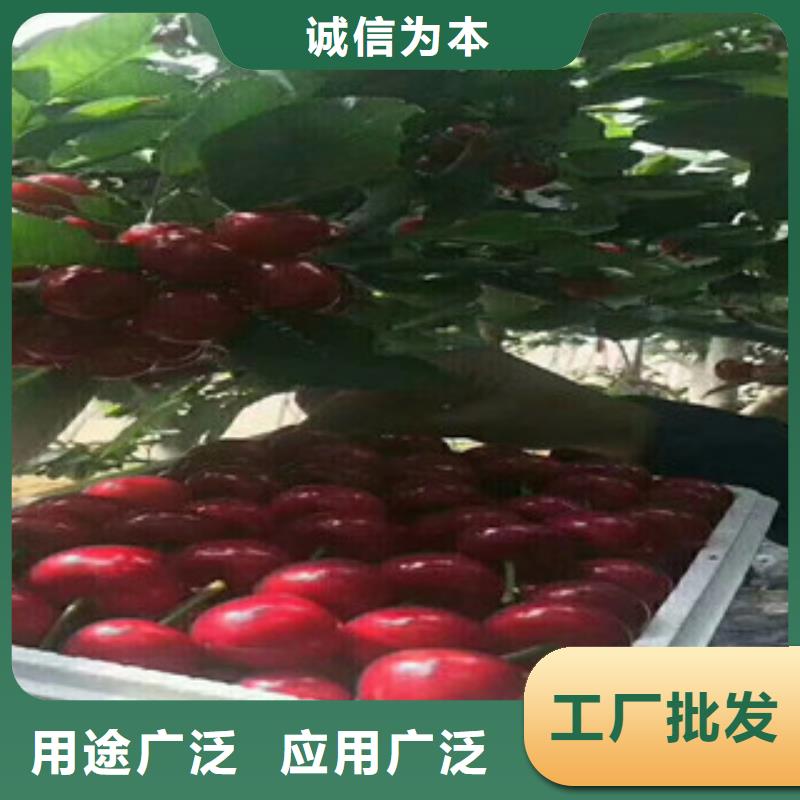 生产樱桃苗_精选厂家