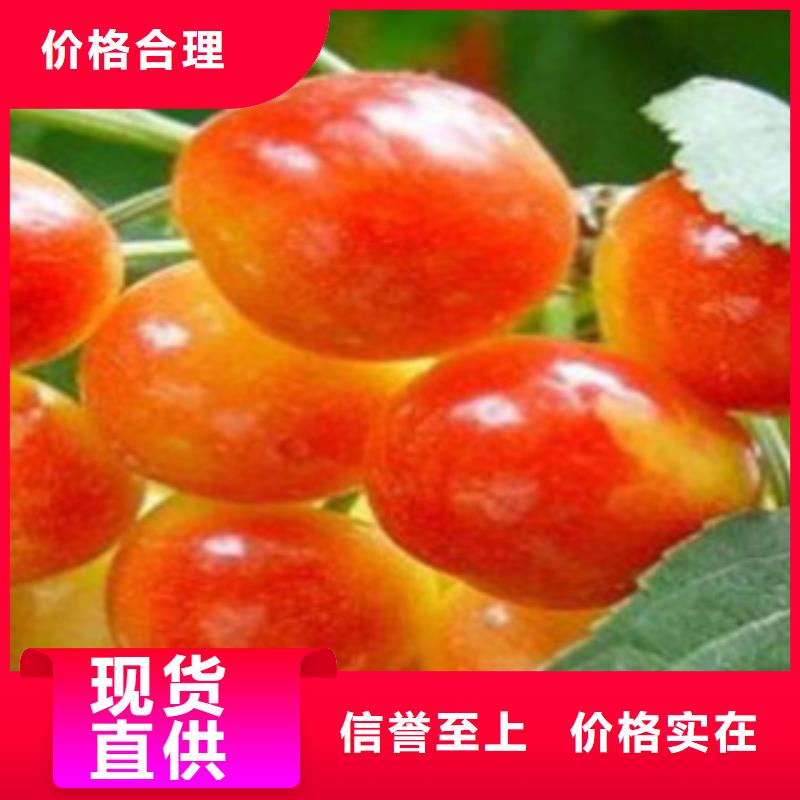 樱桃苗-货到付款