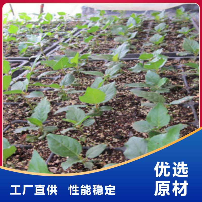 樱桃苗远销海外