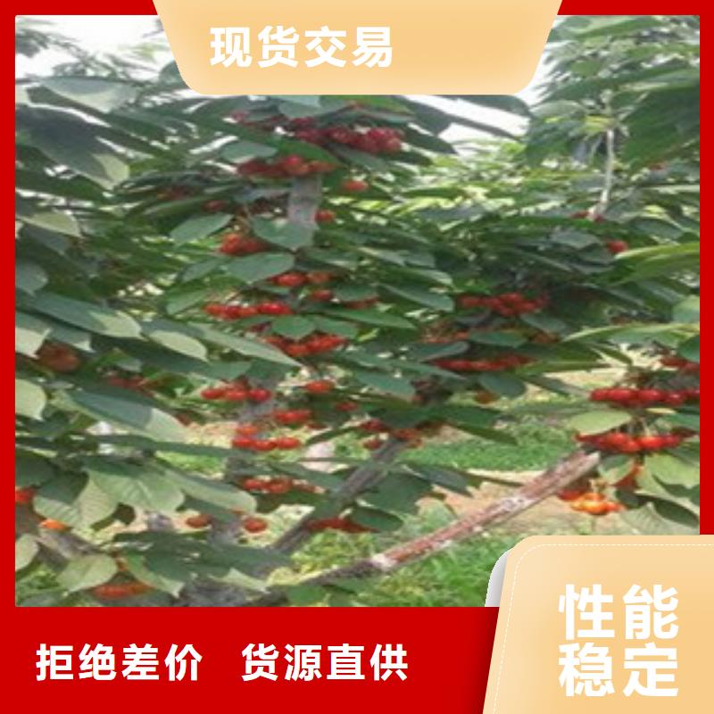 樱桃苗价格实惠